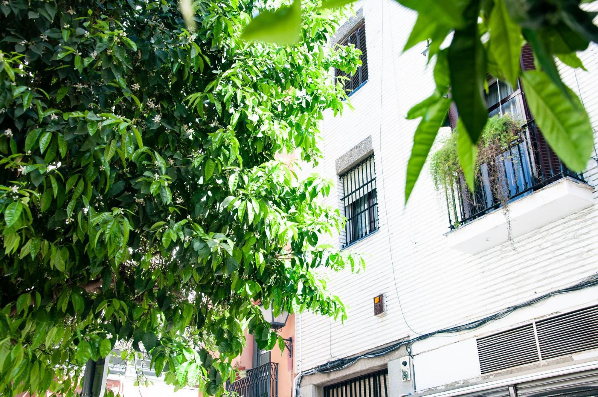 Alohamundi Cruz Verde Sevilla Exteriör bild
